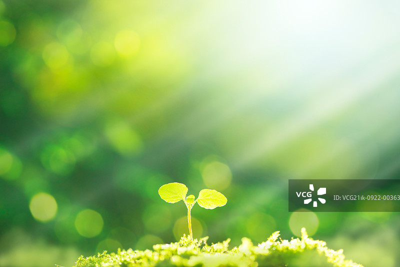 新鲜绿芽上的阳光图片素材