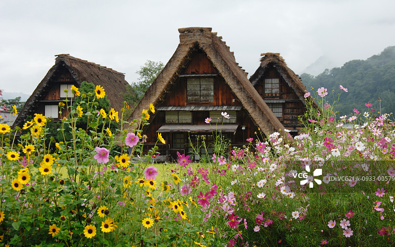 盛开的波斯菊花与日式房屋背景图片素材
