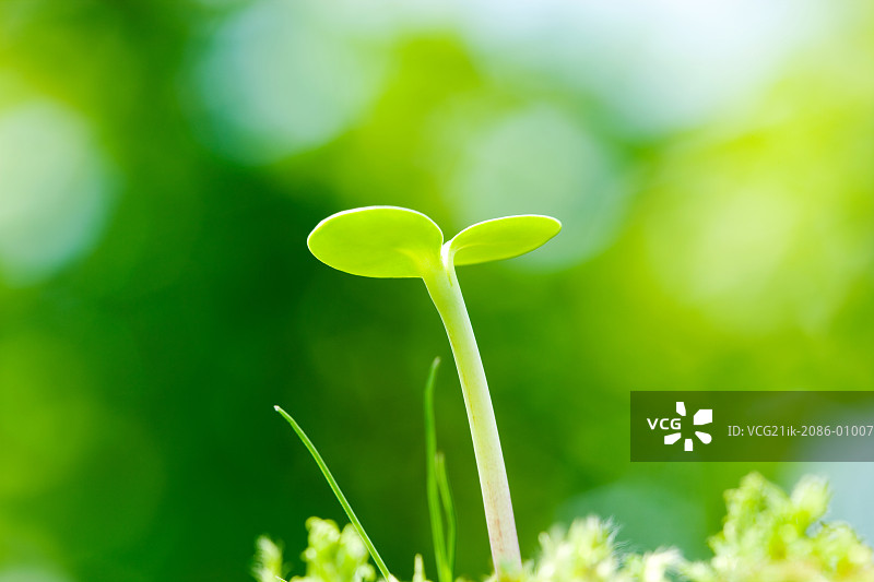 田野中的向日葵花蕾图片素材