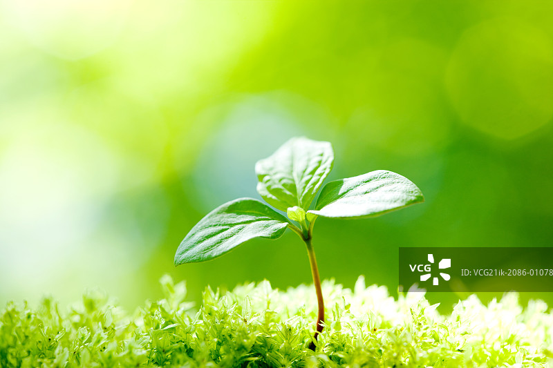 日本紫茎图片素材