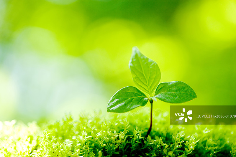 日本紫茎图片素材