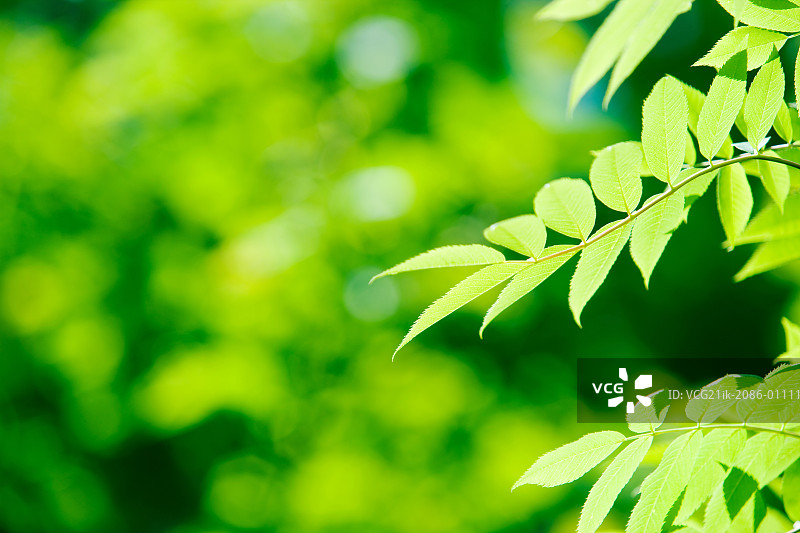 阳光穿过山毛榉树图片素材