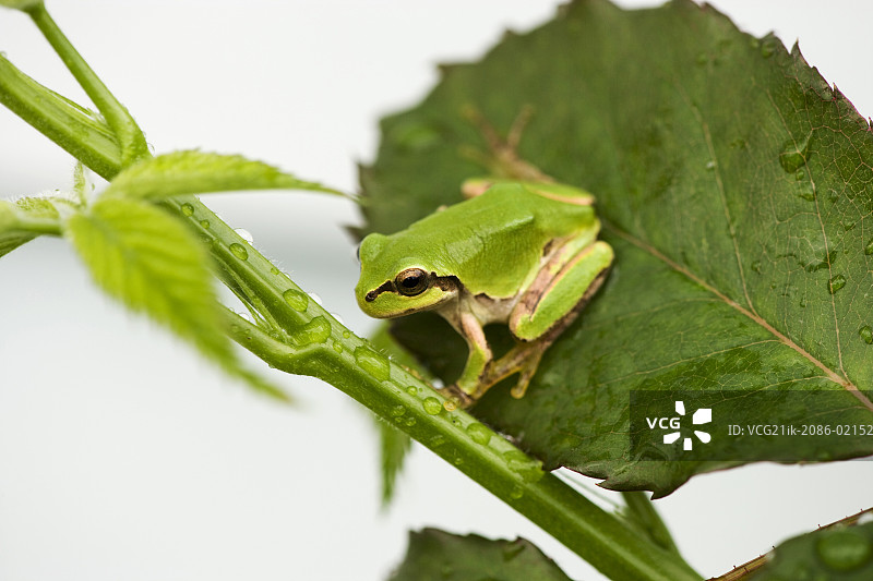 树叶上的欧洲雨蛙图片素材