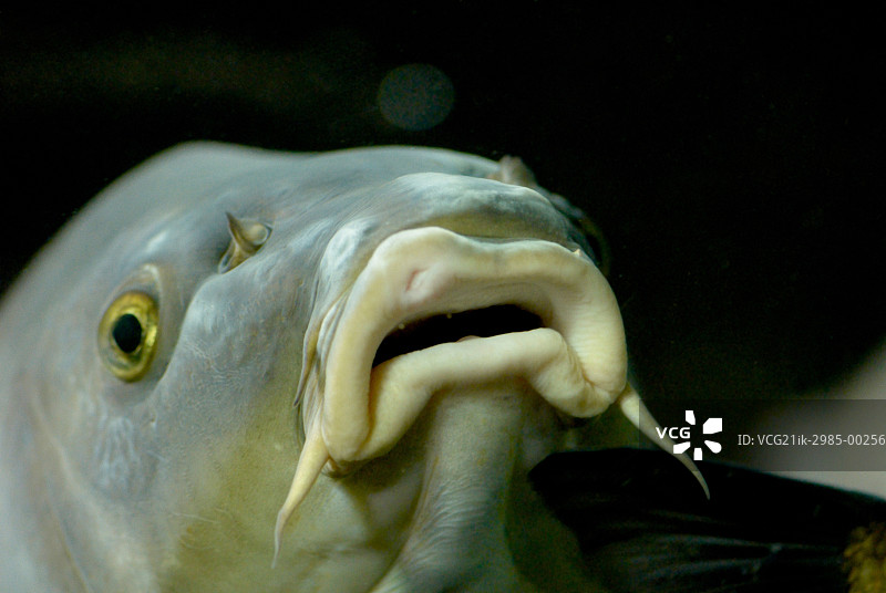 张嘴的鮈鱼图片素材