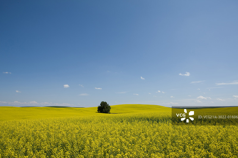 加拿大艾伯塔省的芥菜田景色图片素材