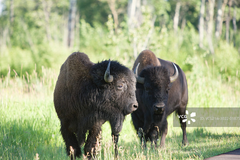 加拿大埃尔克岛国家公园的博辛图片素材