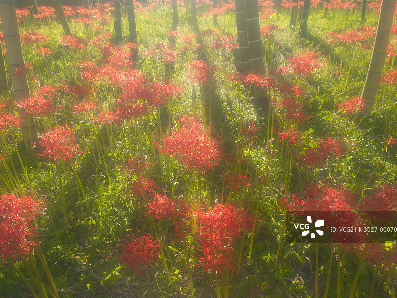 香川县三木町的朱顶红花图片素材