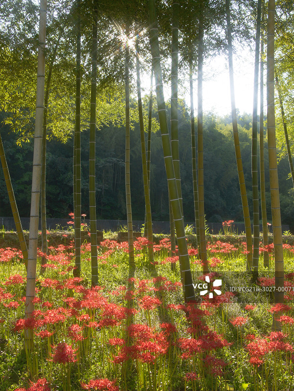 香川县三木町的朱顶红花图片素材