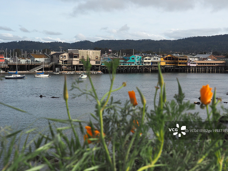 加利福尼亚金色罂粟在渔民码头，蒙特利，加利福尼亚图片素材