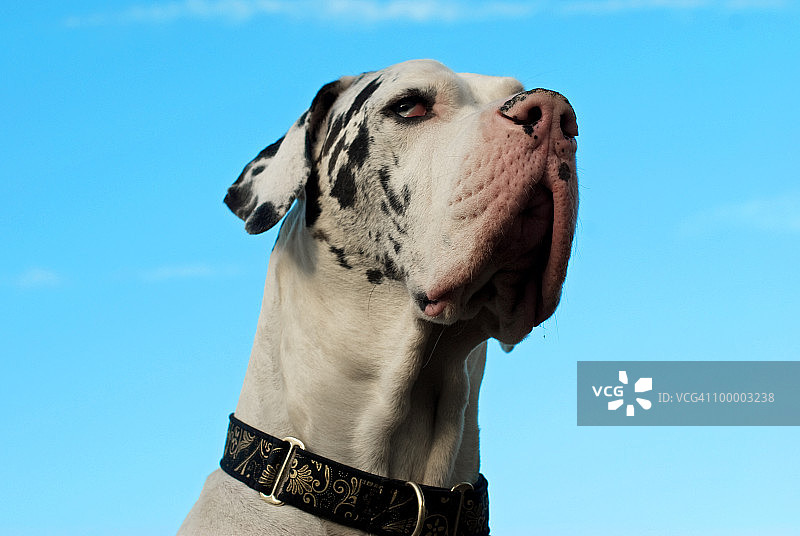 高昂着头的大丹犬，以蓝色天空为背景图片素材