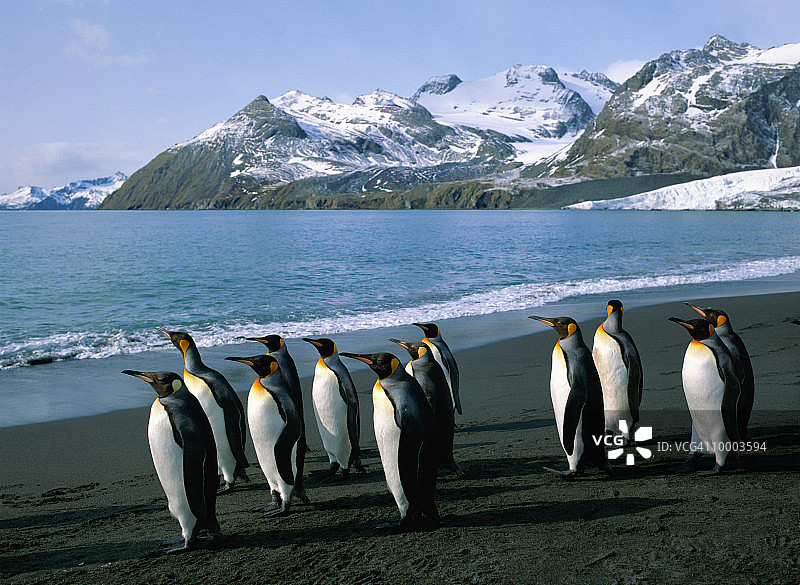 南乔治亚岛的国王企鹅图片素材