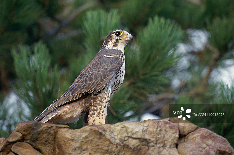 北美洲岩石上的草原猎鹰图片素材