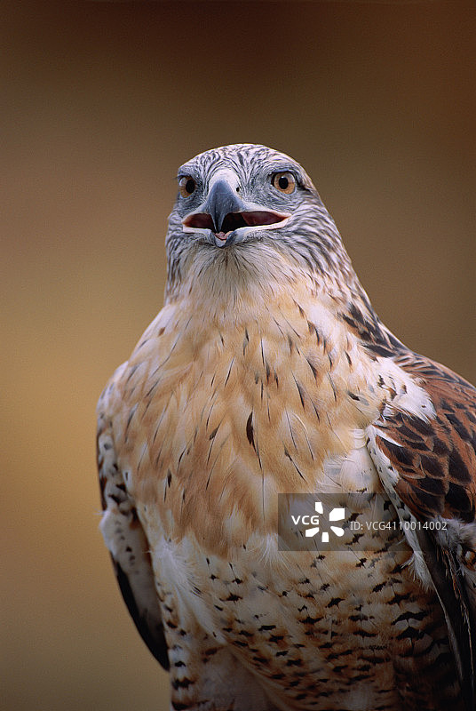 北美洲毛脚鵟特写图片素材