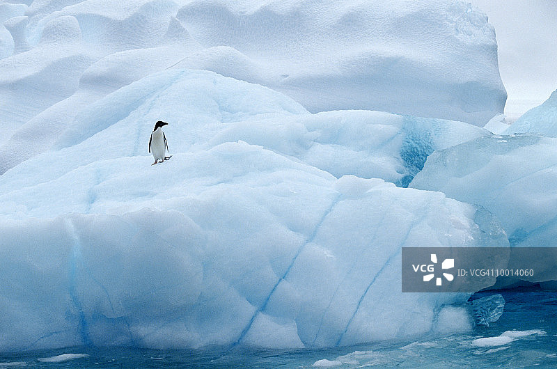 南极洲冰山上的阿德利企鹅图片素材