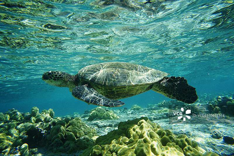 夏威夷科纳海岸的绿海龟图片素材
