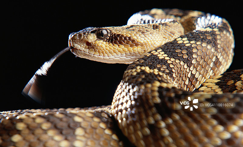 黑尾响尾蛇特写图片素材