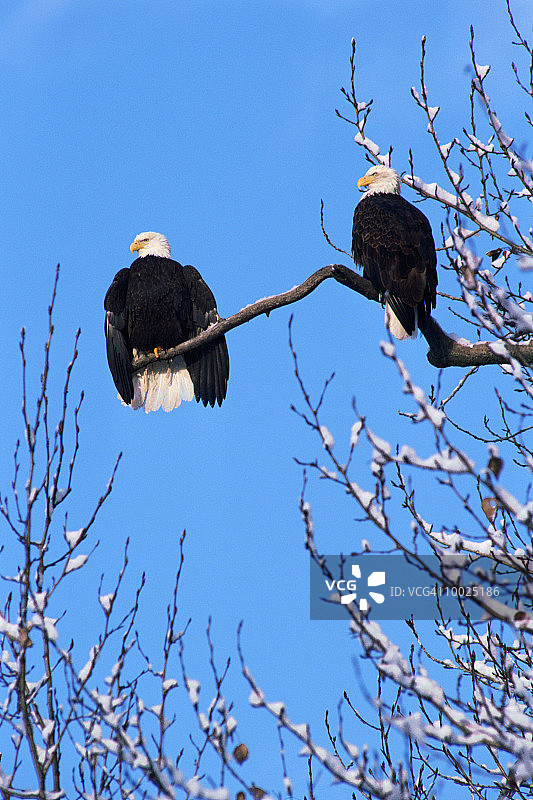 阿拉斯加奇尔卡特河的白头海雕图片素材