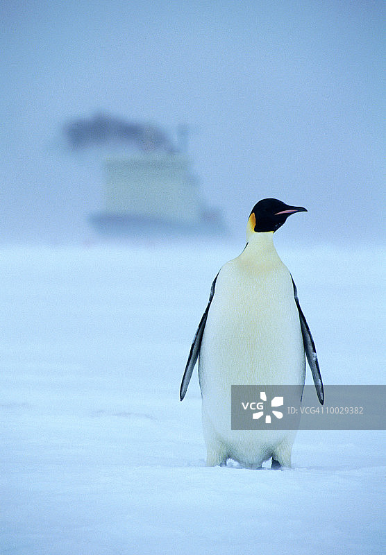 南极洲阿克塔湾的帝企鹅图片素材