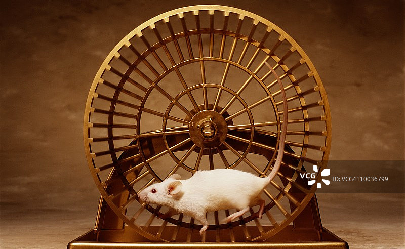 轮子上的老鼠赛跑，模糊图片素材