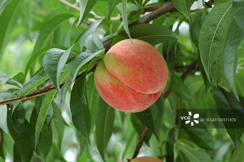 树枝上的桃子特写图片素材