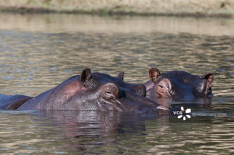 博茨瓦纳林扬蒂萨武提河道的河马图片素材