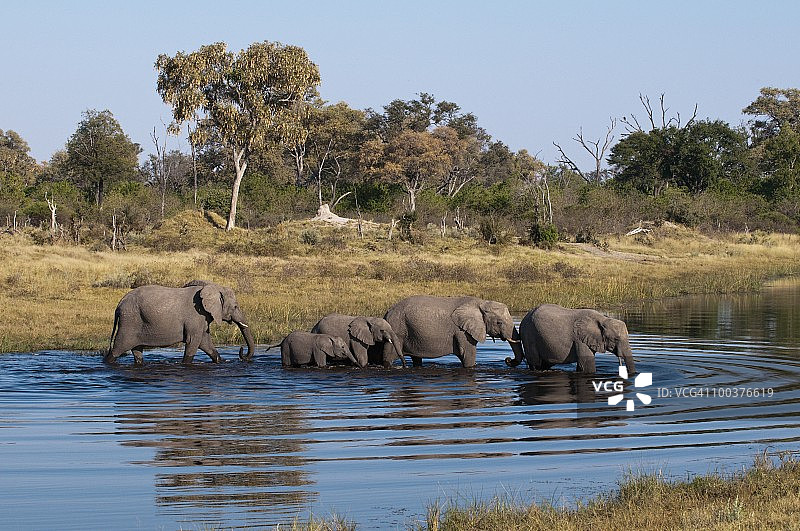 非洲博茨瓦纳林扬蒂萨武特河道的非洲象图片素材