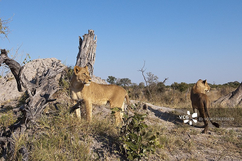 非洲博茨瓦纳林扬蒂萨武蒂河道母狮图片素材