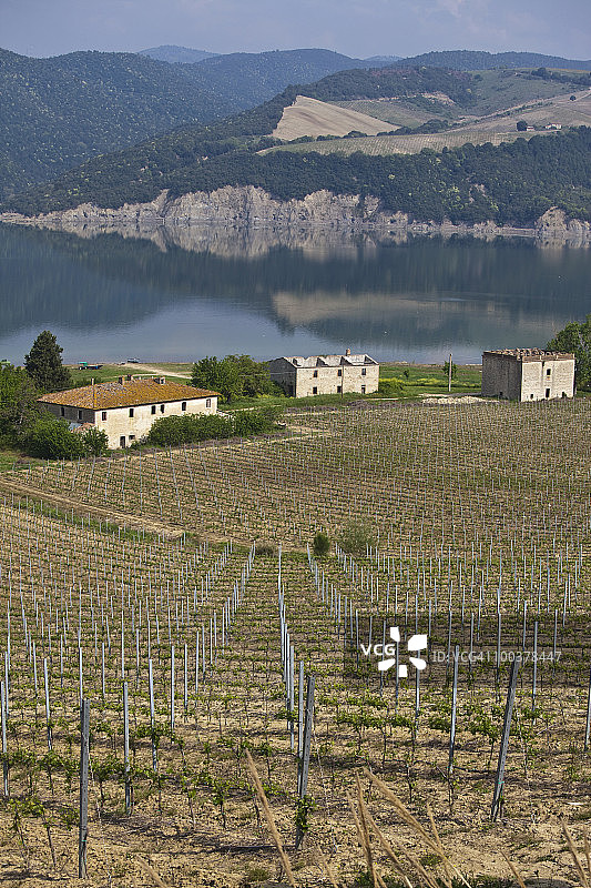 奥尔维耶托附近的葡萄园图片素材