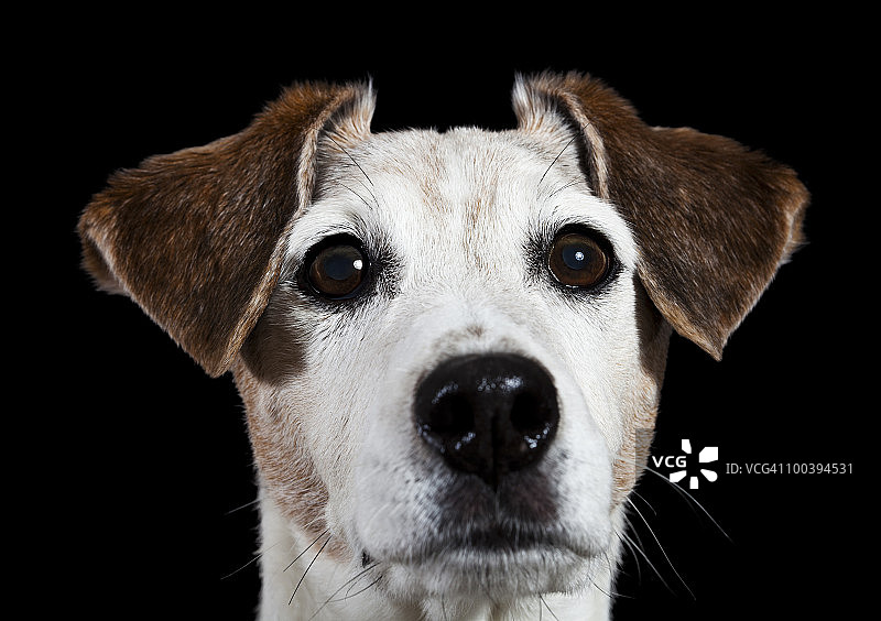 狐狸犬肖像照图片素材