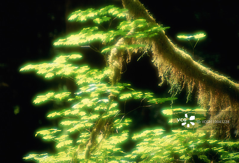 华盛顿奥林匹克国家公园的枫叶图片素材