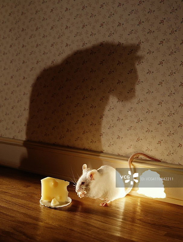 老鼠和猫与奶酪（吃）图片素材