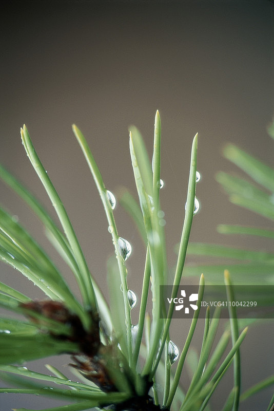 冷杉树上的雨滴图片素材