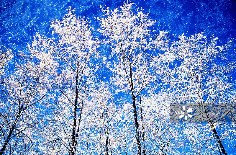 覆雪的树木和雪花合成图片素材