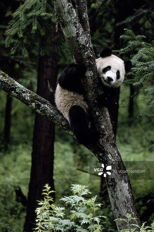 中国卧龙熊猫保护区的大熊猫图片素材