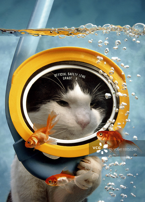 在鱼缸里浮潜的猫图片素材