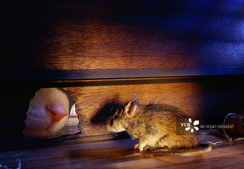 猫的鼻子在鼠洞旁图片素材