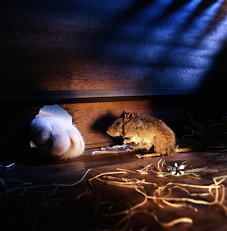 穿过鼠洞的猫爪图片素材