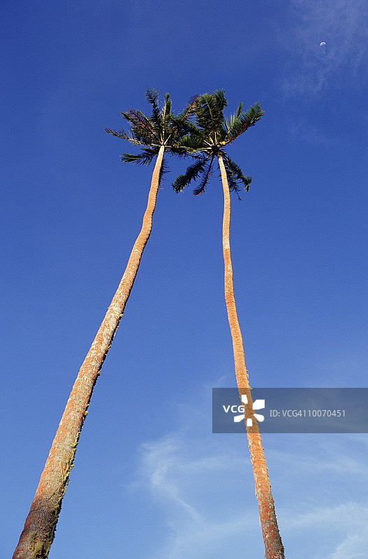 西萨摩亚的两棵椰子树和天空图片素材