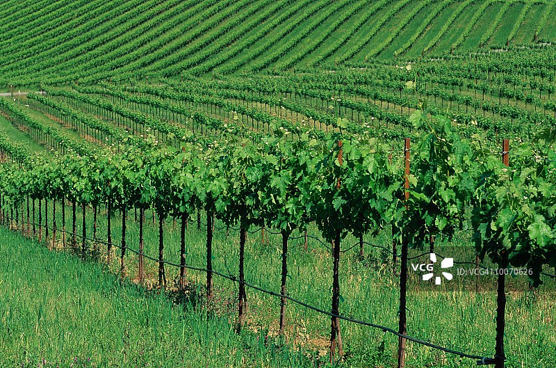 加利福尼亚州希尔兹堡的葡萄园图片素材