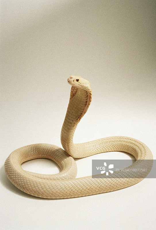 眼镜蛇图片素材