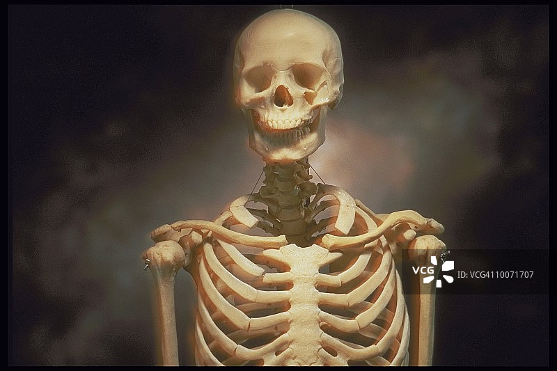 人体骨骼图片素材