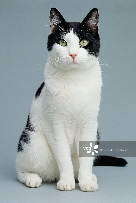 黑白花猫坐姿图片素材