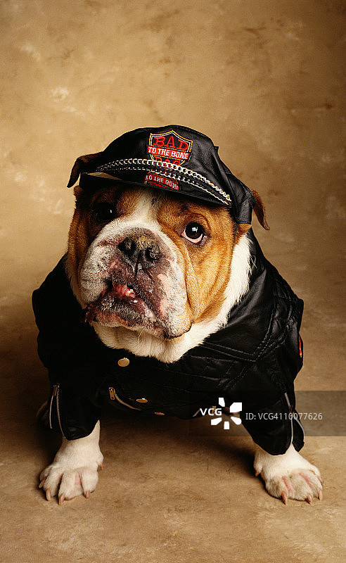 英国斗牛犬图片素材