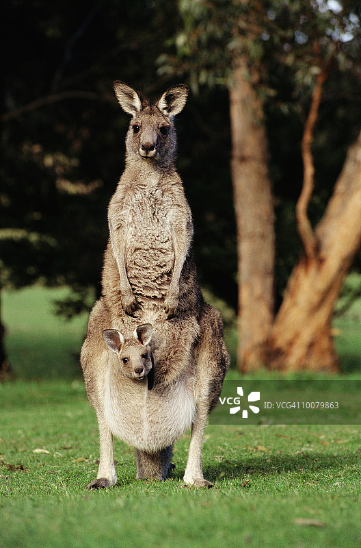 维多利亚州袋鼠和幼崽图片素材