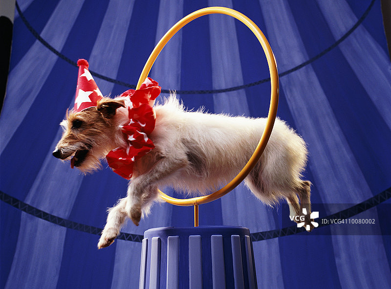 狗狗钻圈图片素材