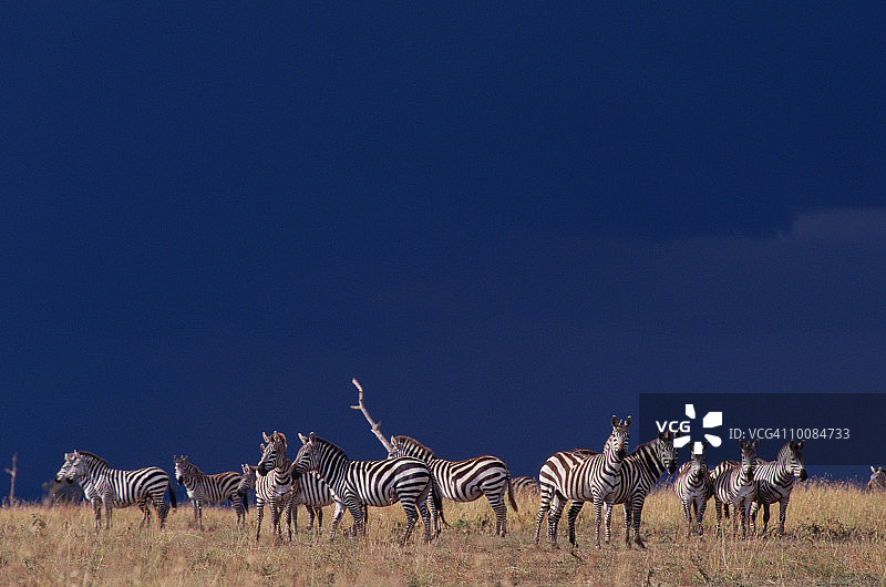 肯尼亚马赛马拉国家公园的普通斑马图片素材