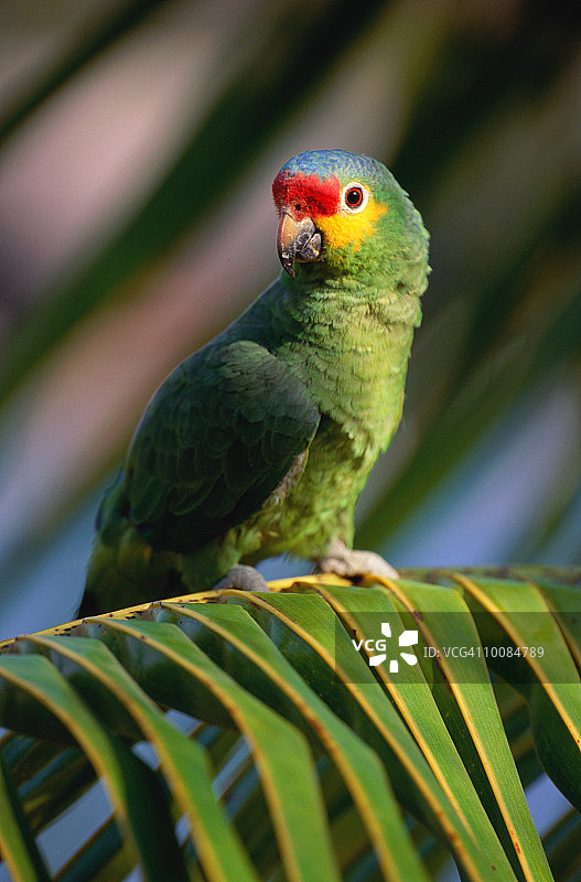 洪都拉斯的红额鹦鹉图片素材