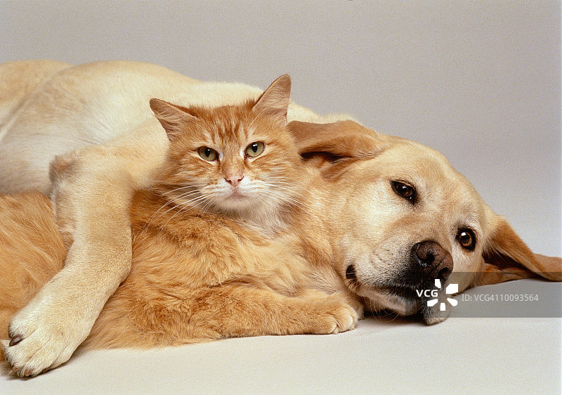 猫和狗在一起图片素材