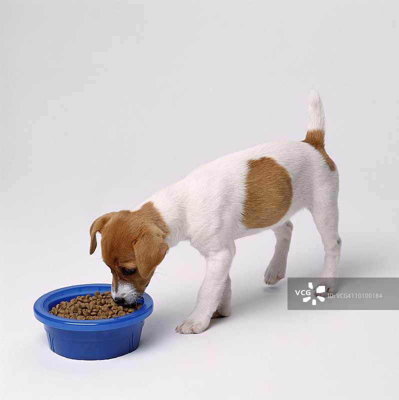 杰克罗素幼犬图片素材