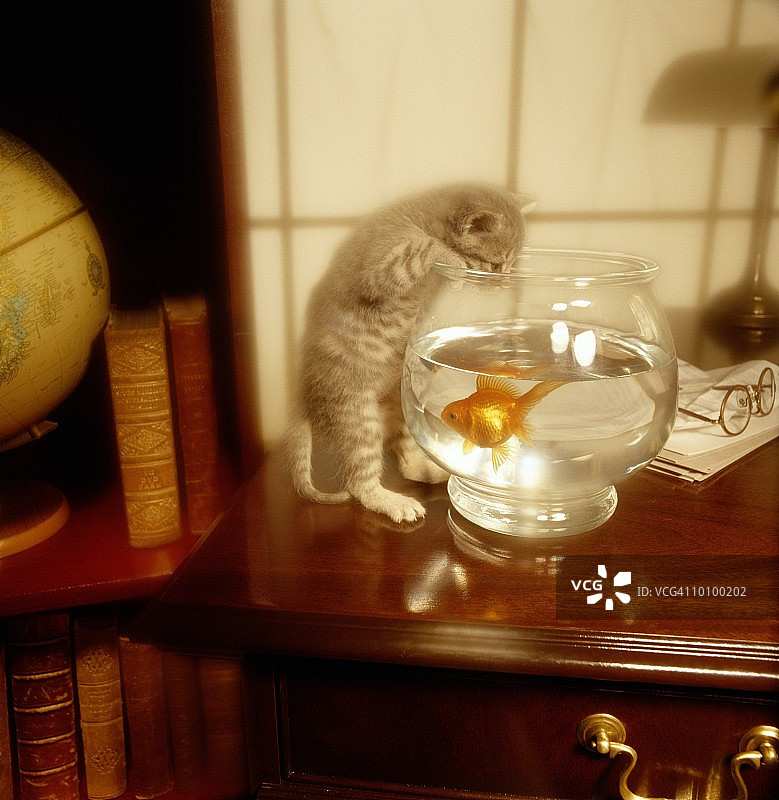 办公室桌上的小猫和小金鱼图片素材